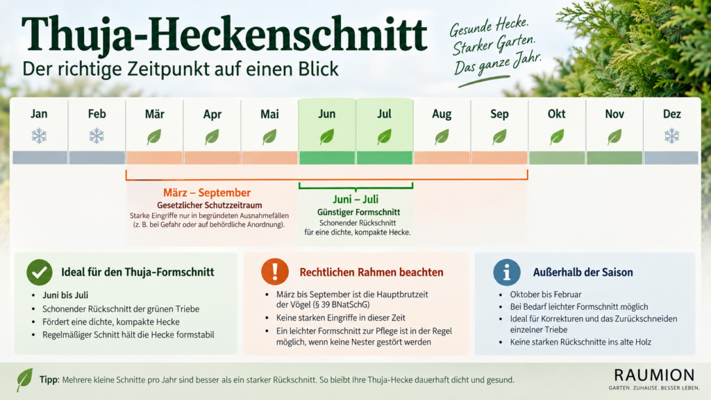 Jahreskalender für Thuja-Heckenschnitt mit Formschnitt und Schutzzeit